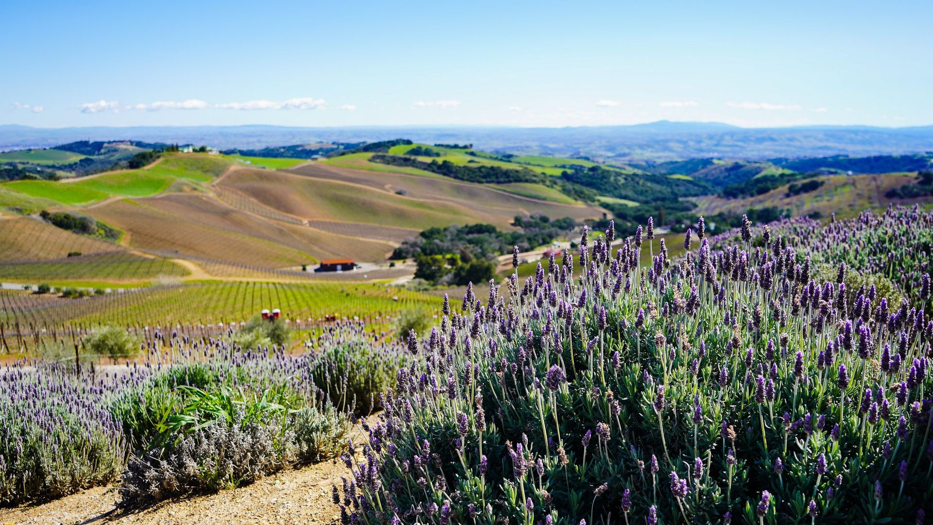 Lavender fields and rolling hills in Paso Robles, California