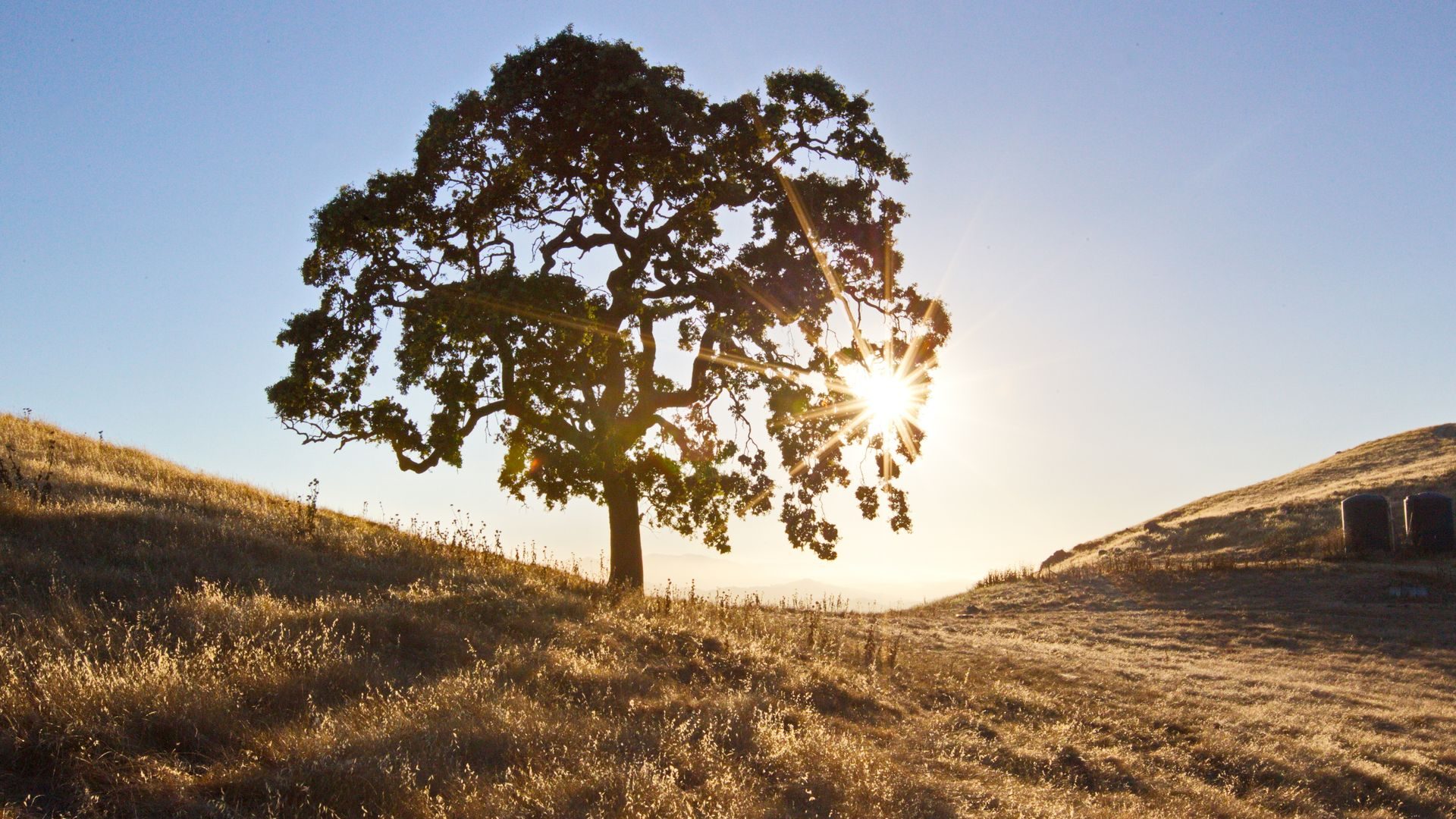 Solitary oak tree on golden Central Coast grassland near Templeton, California